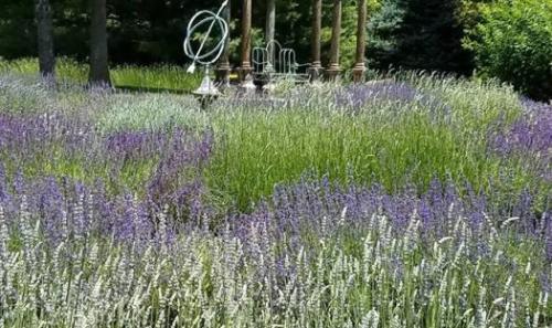 Blooming Hill Lavender Farm and Gift Shop