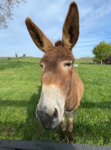 Farm Friends