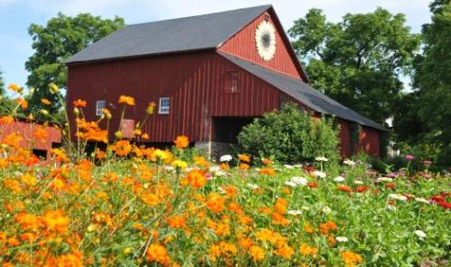 Fields of Flowers