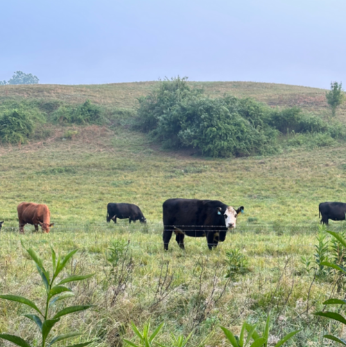 Goodstone Cattle