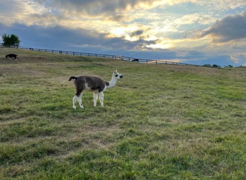 Greyson the Llama