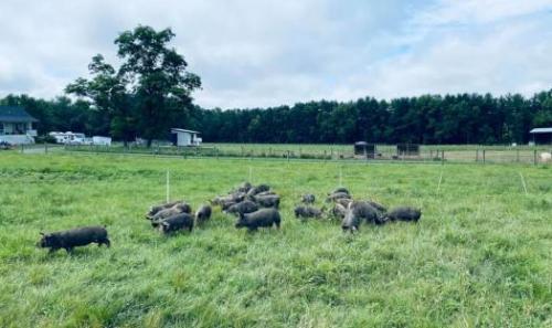 Long Stone Farm