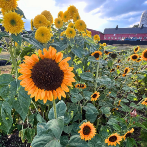 Pollinators